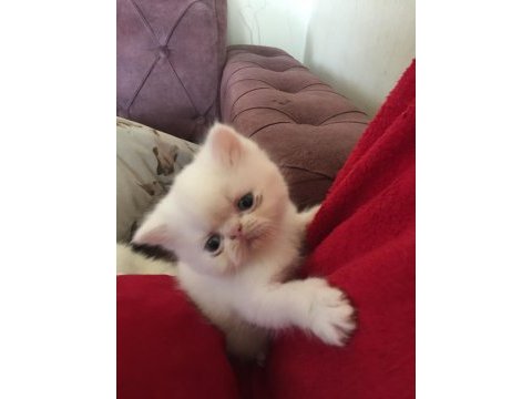 İran persian safkan