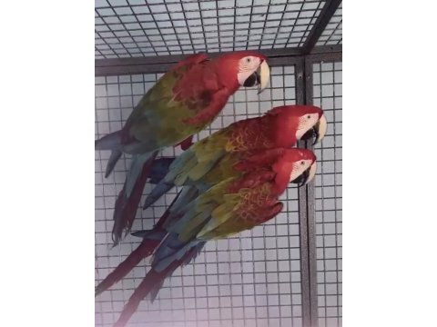 Resmi belgeli yavru kırmızı macaw papağanları