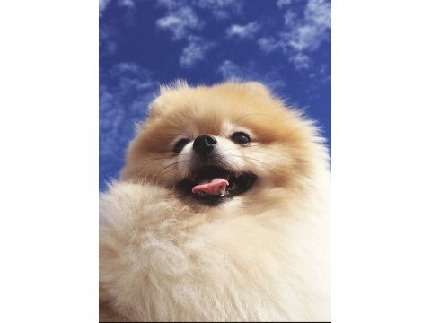 4 aylık pomeranian yavru
