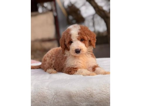 Show kalite giant (dev) poodle yavrular