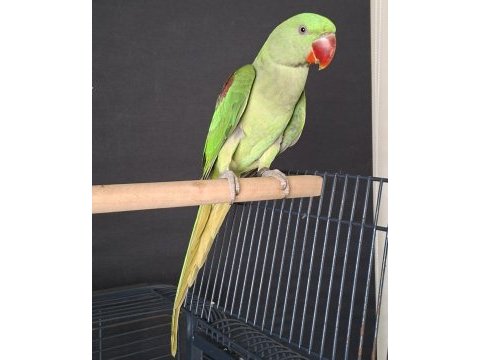 Erkek yavru jumbo boy bilezikli alexander