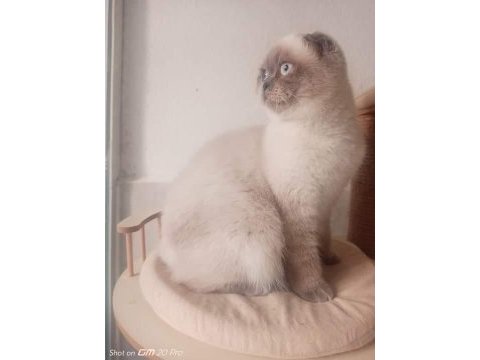 Yetişkin scottish fold kızlarımız yeni yuvasını arıyor