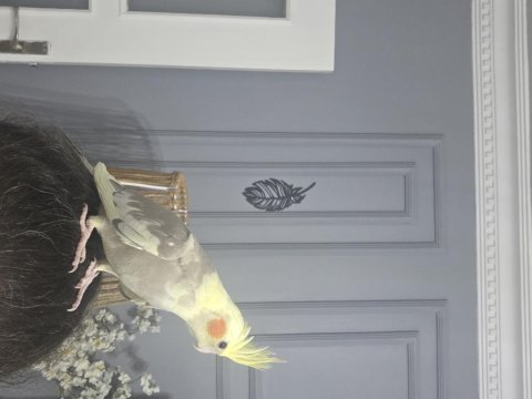 Yavru sultan papağanları 4 aylık