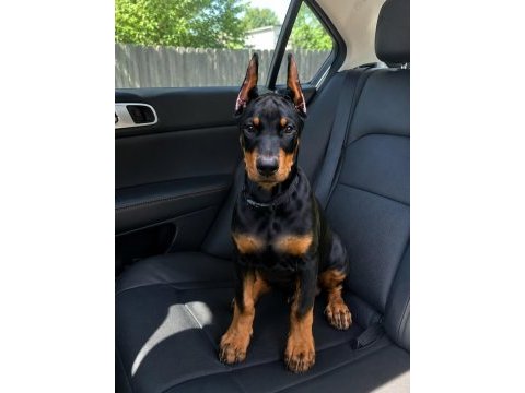 Kalite duruşlu aşıları tam estetikli doberman yavrular