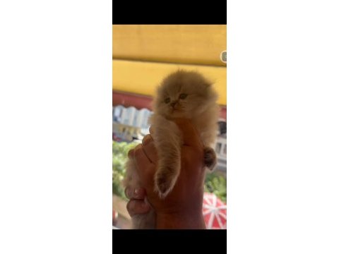 Scottish fold kedimiz