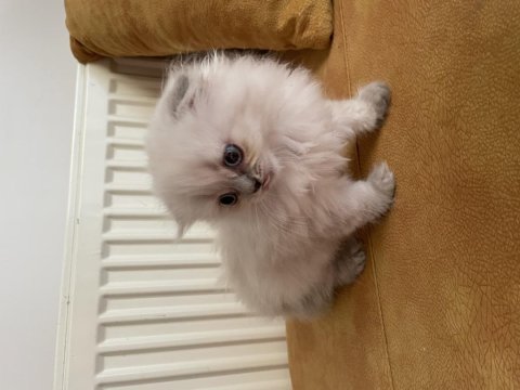 Mükemmel lynx point scottish fold yavrumuz