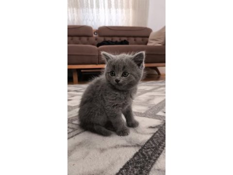 British shorthair kedisi