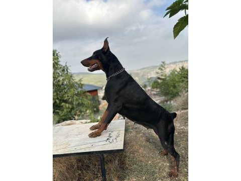 3 tane a şecereli genç yetişkin dişi doberman