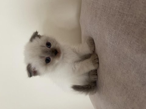 Scottish fold bluepoint ve gri renk