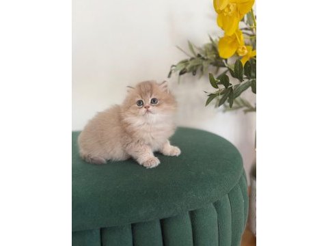 Ay11 british longhair dişi