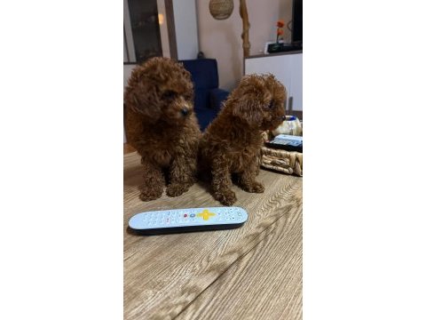 2 buçuk aylık kore poodle yavrular