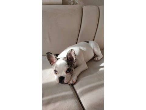 Fransız bulldog son 1 yavru