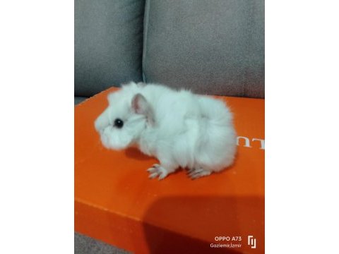 Gunepig kaliteli kırmızı göz peruvan cororenet