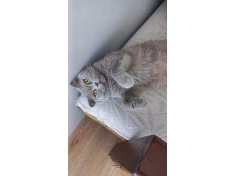 Scottish fold kedimizi sahiplendiriyoruz