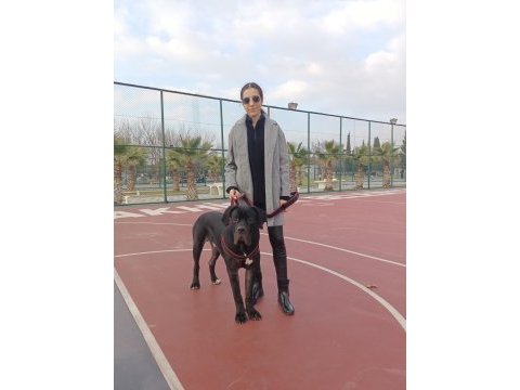 Cane corso 11 aylık
