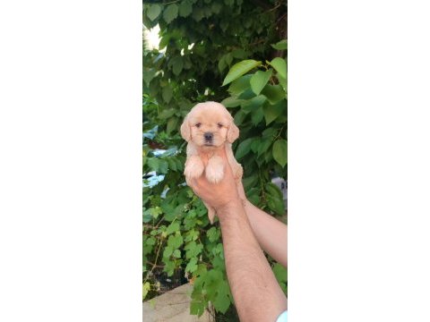 Mağazamızdan uyguna emsalsiz güzellikte maltipoo