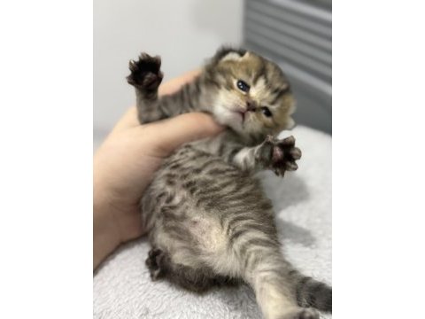 Tabby cinsi scottish fold kızımız yuvasını arıyor