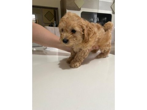 Çok tatlı maltipoo dişi yavrularımız