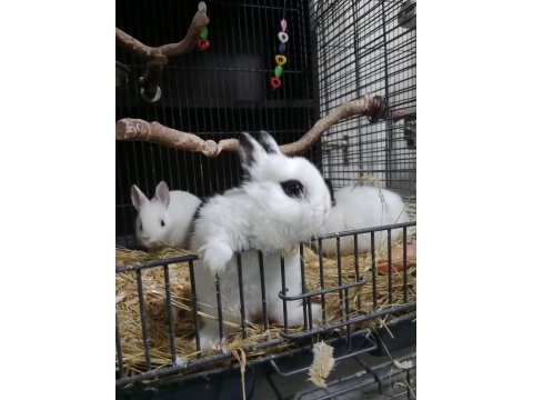 Cüce tavşan yavruları