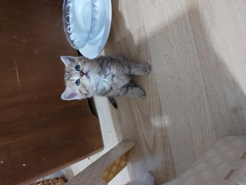 British shorthair prenses büyüyor rezerveye açıldı