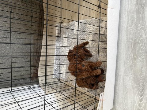 Toy poodle teslime hazır dişi erkek yavrular
