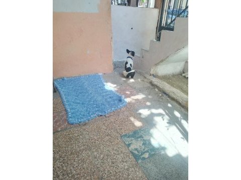 İzmir french bulldog köpeği