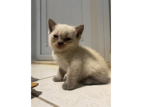 Beyaz british süper ötesi mavi göz