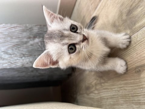 Sakarya british shorthair yavrular