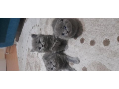 Dünyalar tatlısı british longhair ve scottish bebeklerimiz