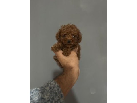 Kore toy poodle erkek ve dişi