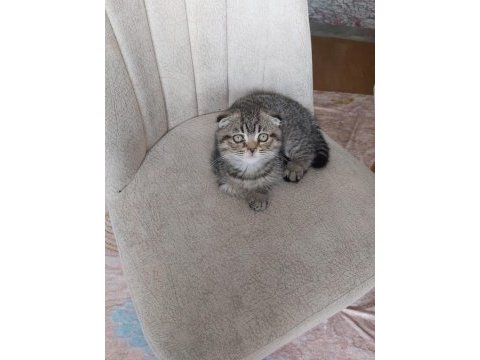 Tatlı scottish fold yavrularımız