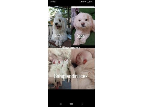 Kendi beslediğim köpeğimin yavruları üretici değilim