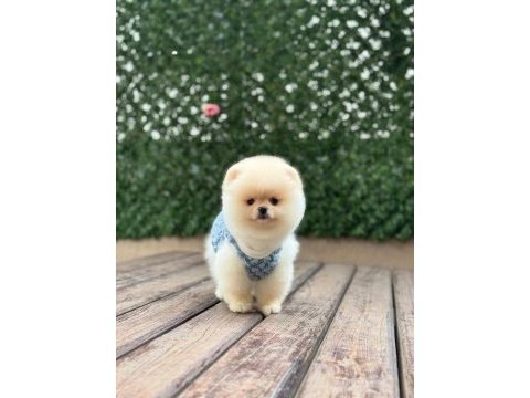 Pomeranian boo yavruları