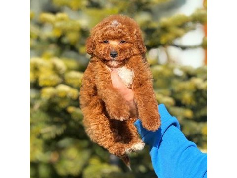 3 aylık toy poodle erkek yavru
