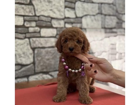 Toy poodle köpeğimiz