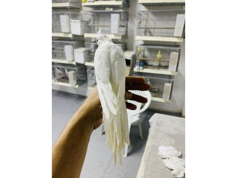Yavru albino kırmızı göz sultan papağanı
