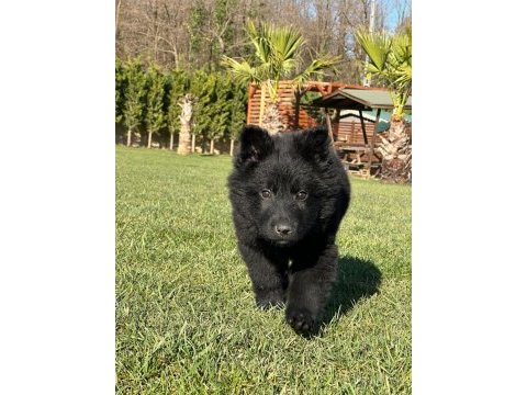 Solid black alman çoban köpeği yavruları ıstanbul
