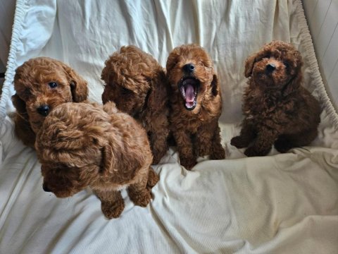 Ev ortamından red toy poodle yavrular