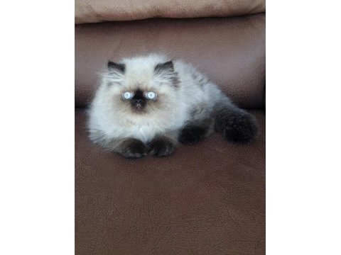 Şecere (soy) belgeli persian (iran) erkek yavru