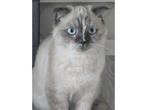 Güzel scottish fold kız