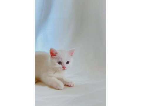 Şişman ve enerjik sevimli beyaz british shorthair