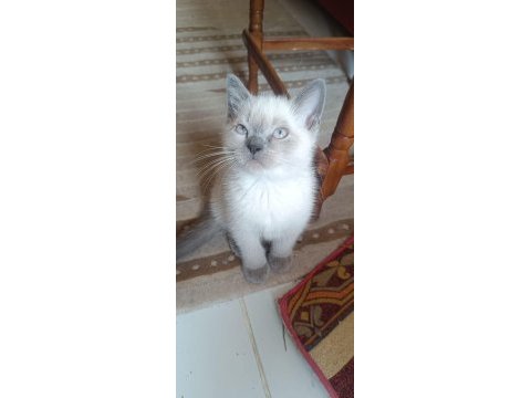 Çok akıllı kucak kedisi sevgi manyağı yavrularımız
