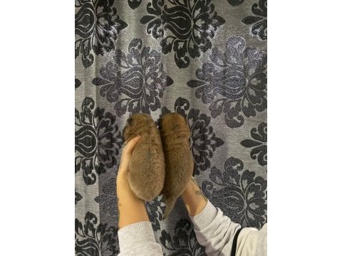 Mükemmel kalite chow chow yavrular