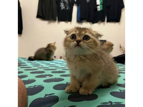 Scottish fold golden bebekler