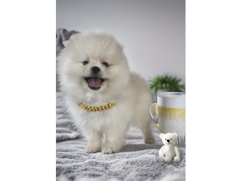 Antalya ırk ve sağlık garantili kar beyaz erkek pomeranian