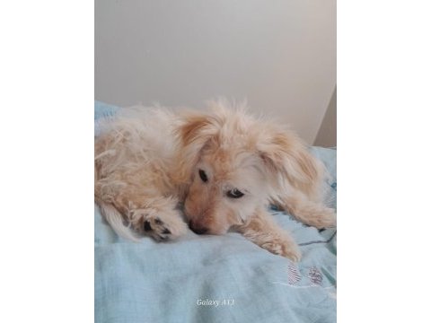 4 aylık yavru köpeğimiz
