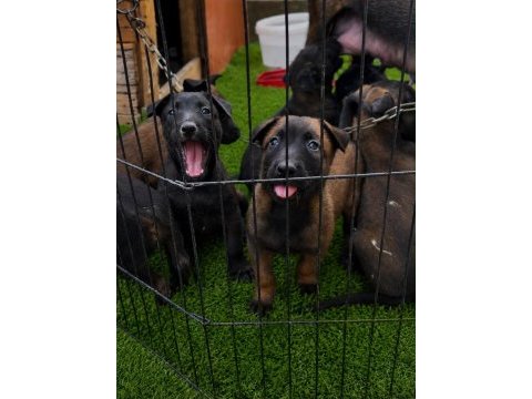 Dark malinois köpeğimiz