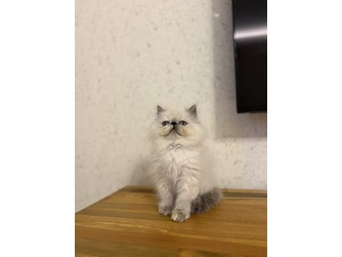 İran persian yavrularım