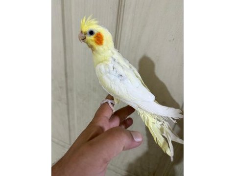 47 günlük full evcil lutino bebek sultan papağanı