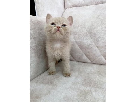 Fawn rengi safkan british shorthair ayı surat bebek